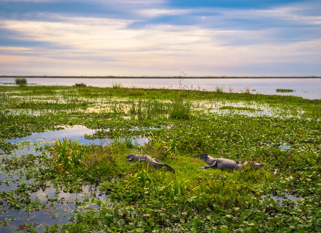 Two crocodiles are wading through boggy grassland in Ibera Wetlands, Argentina.
