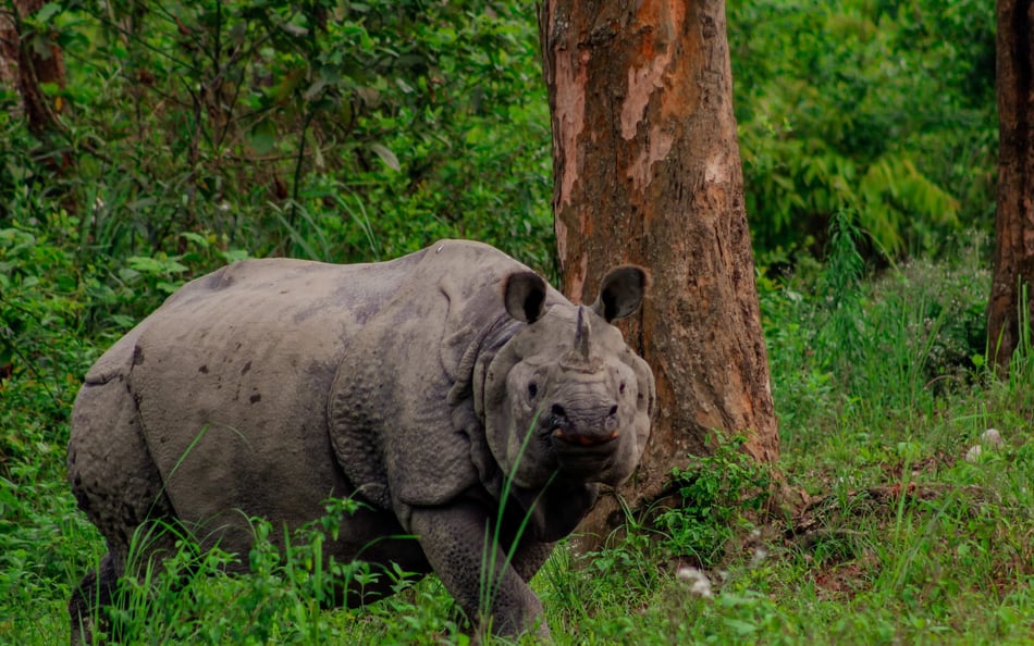 rhino in the wild