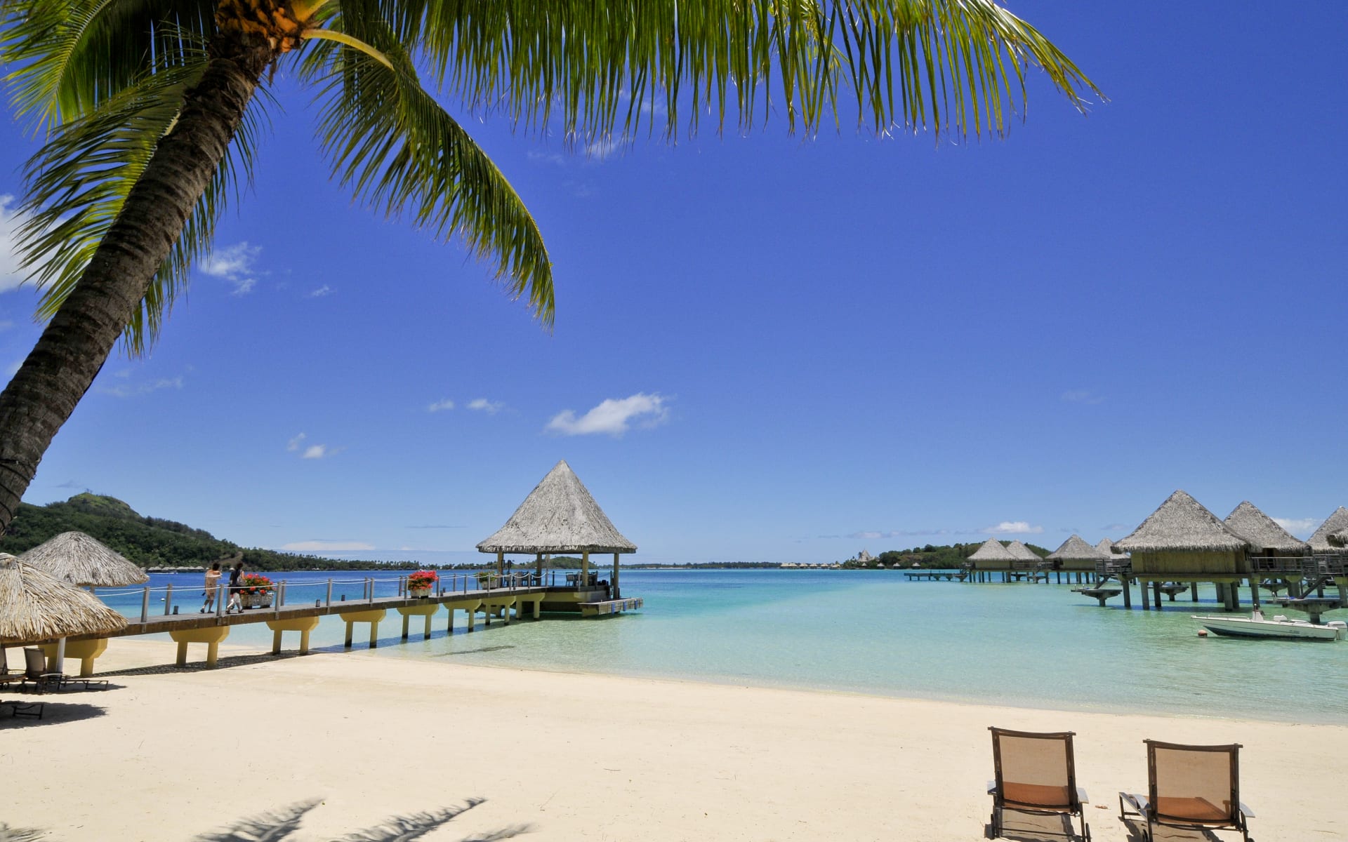 A beach with palm trees and sunloungers. 