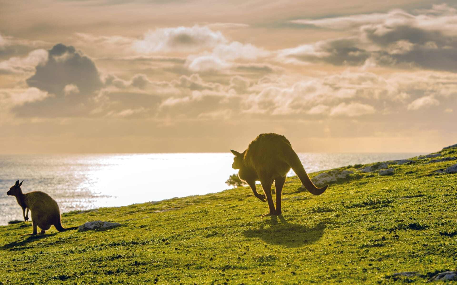 Two kangaroos play at sunrise on Kangaroo Island in Australia.