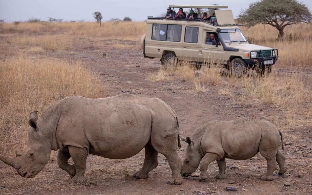 a rhino and her baby walks by a safari Jeep.