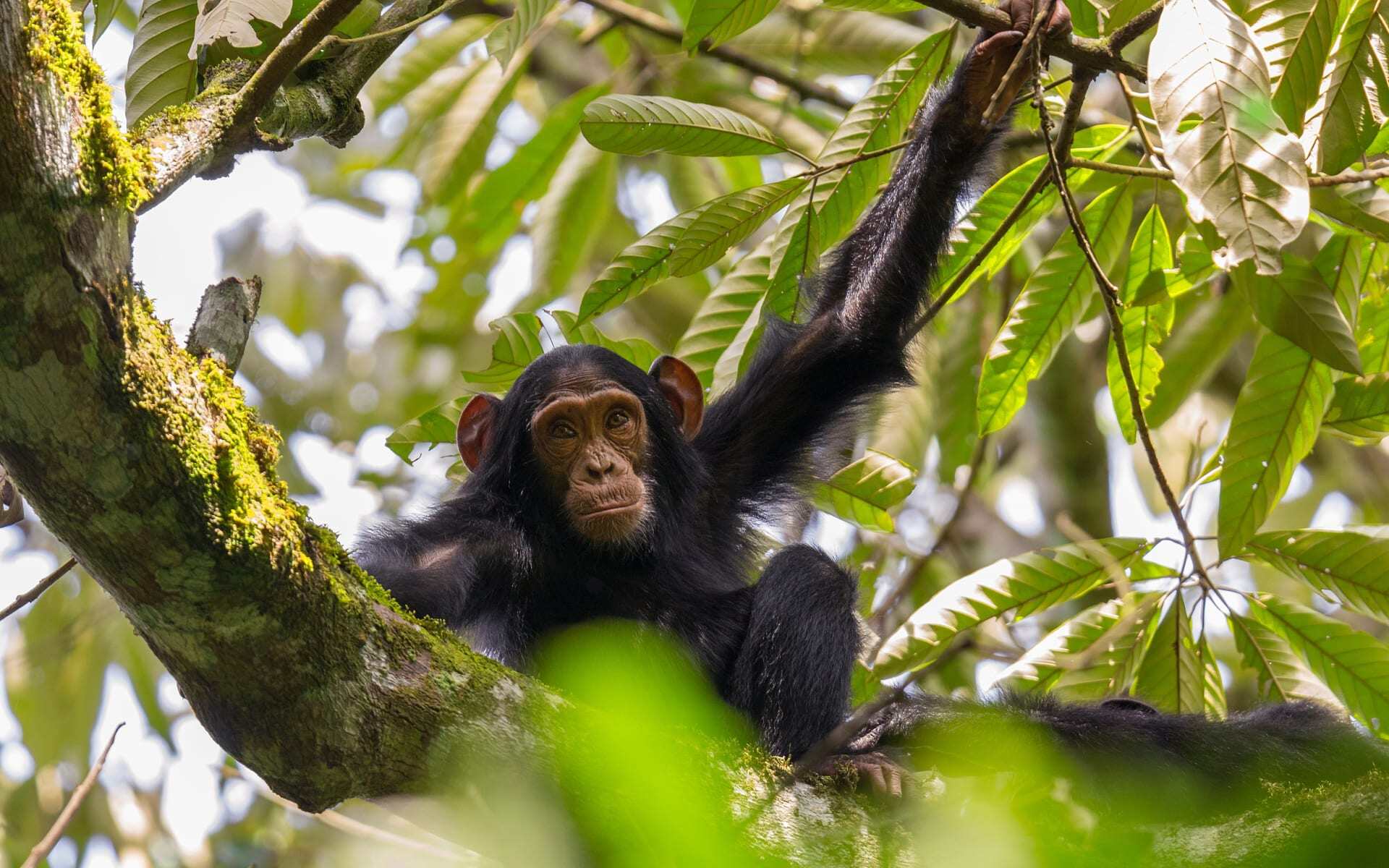 Chimpanzee in the Kibale Forest in Uganda.