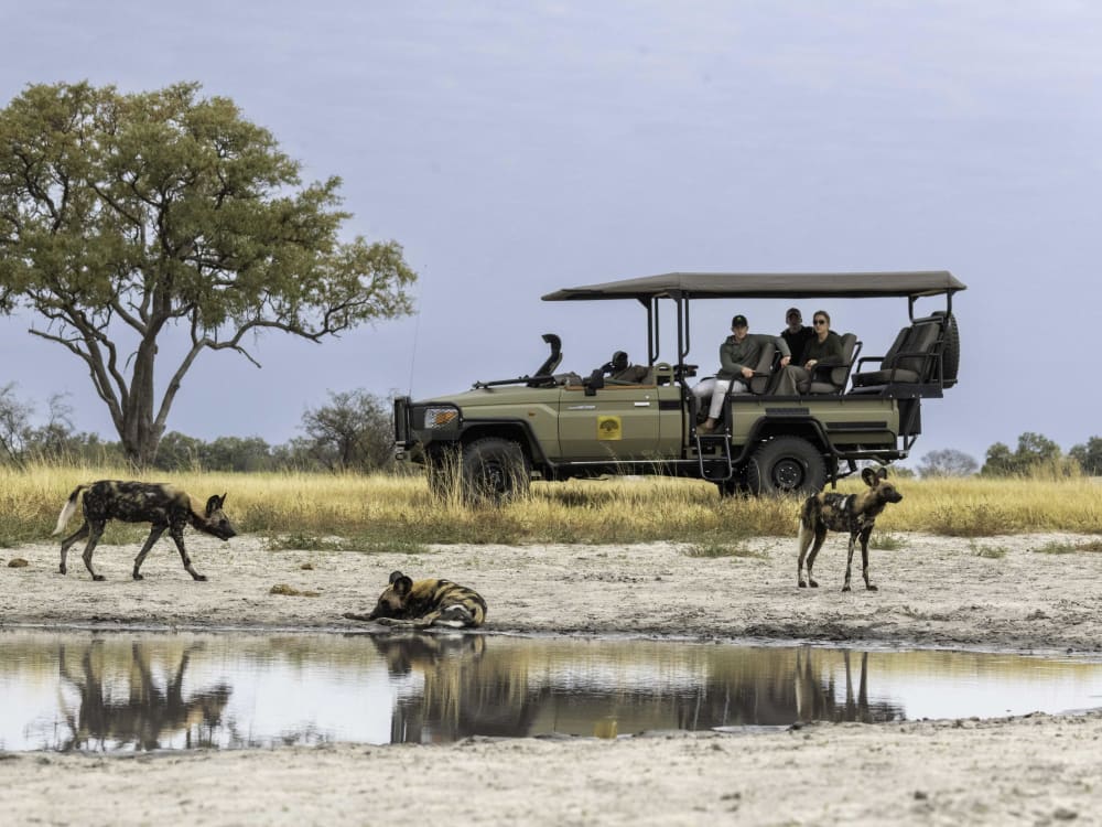 Kiri_Camp_Game_Drive__Wild_dogs_jgwf0v