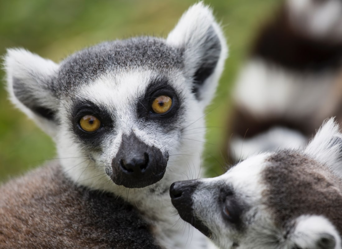 madagascar-img
