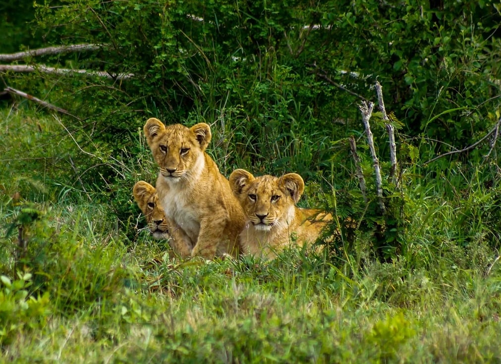 Laikpia-lions_leon-pauleikhoff-unsplash_y0edre-1