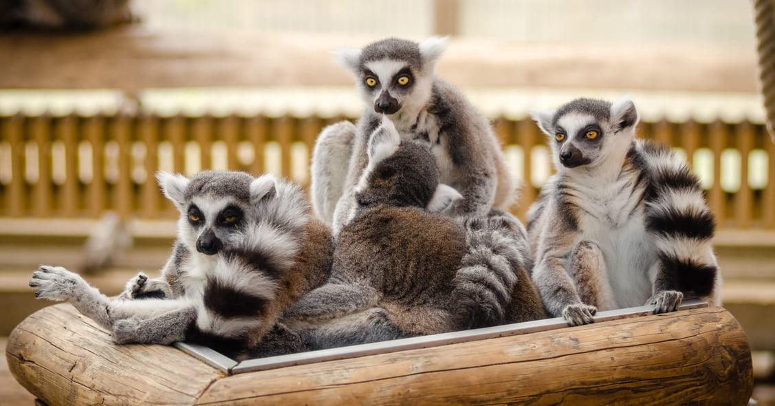 Responsible Travel Guide: Madagascar