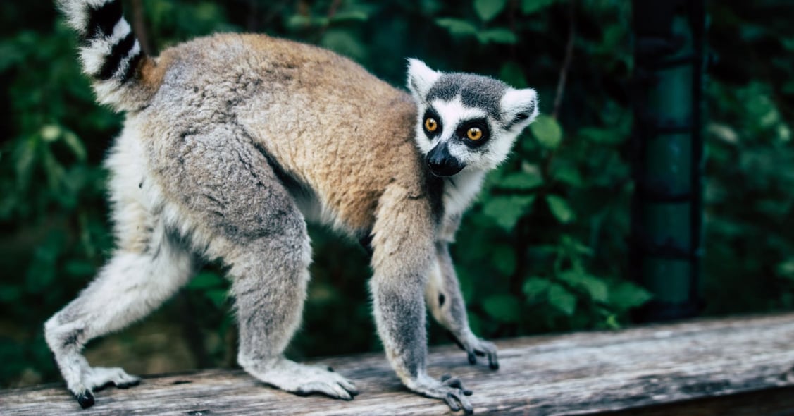 Lemur in Madagascar