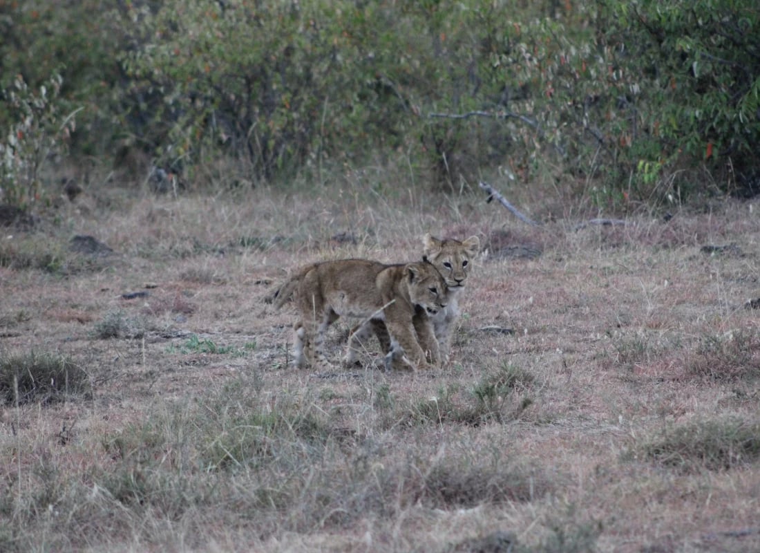 Lion_derek_colleen_kenya