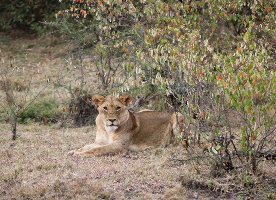 Lion_kenya_derek_and_colleen