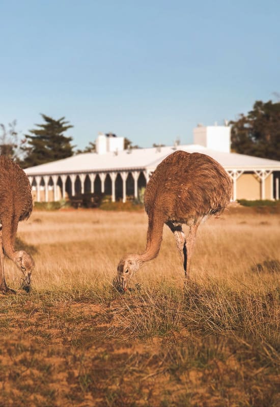 wildlife at Estancia Rincon Chico