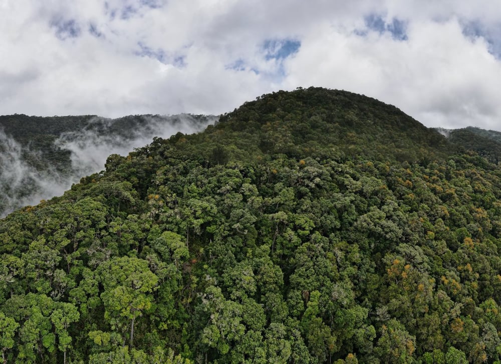 Los_Quetzales_National_Park_free_stock_photo_unsplash_kyle-pearce_2021