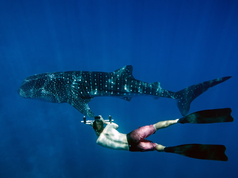 Lux_South_Ari_Atoll_Whale_Shark_hdgg0k