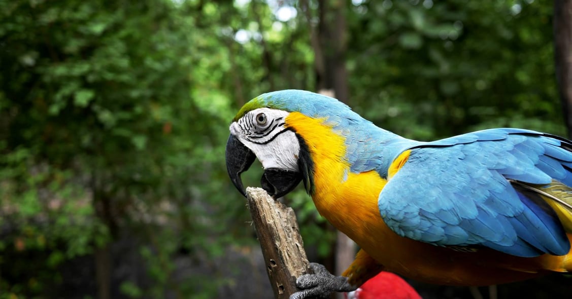 Macaw_free_stock_photo_unsplash_jaime-andres-perez-cadena_2016_vlsgh5