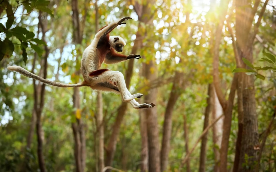 Madagascar_lemur_shutterstock_2242435279_1_om1q3d