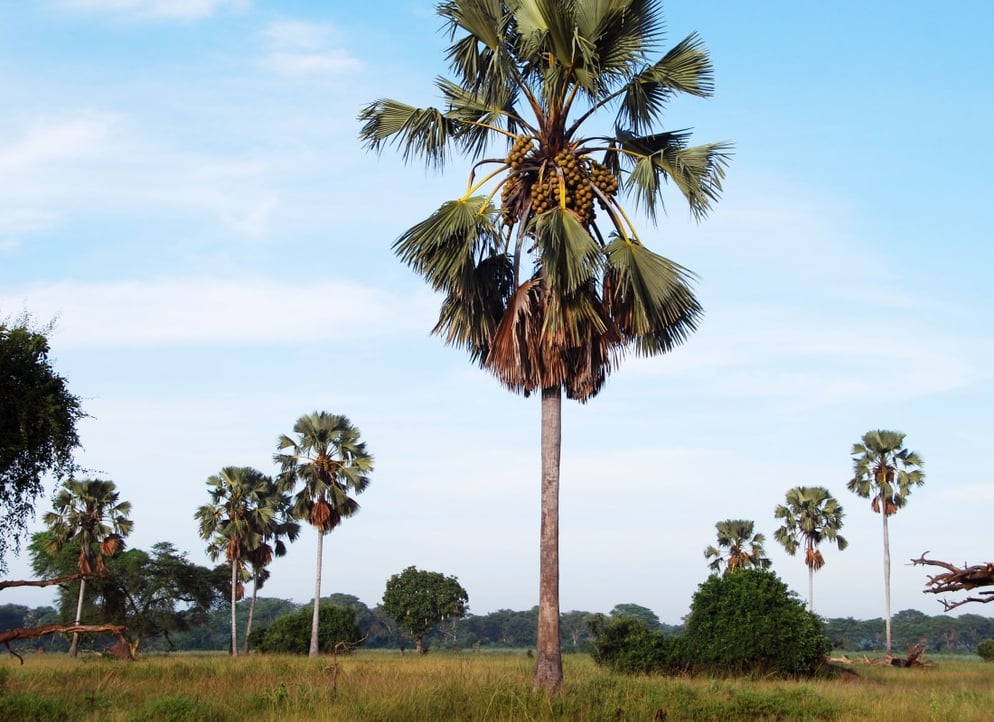 Malawi_africa_free_stock_photos_maria-zardoya_2021