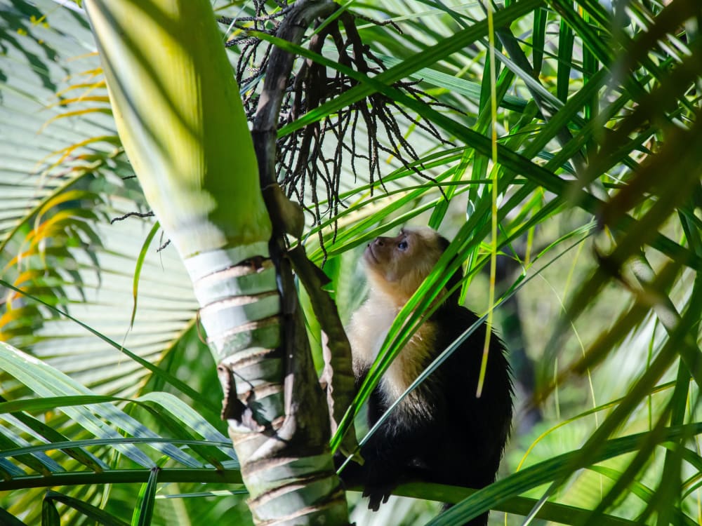 Manuel_Antonio_Free_Stock_Image_Unsplash_2021_CCDennis_Michel-KLWMun6dlhQ_elih5b-2