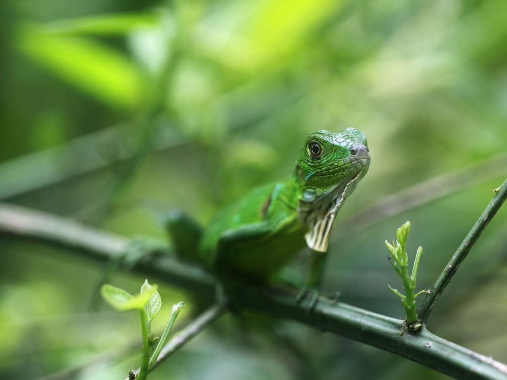 Manuel_Antonio_Free_Stock_Image_Unsplash_2021_CCSimo_Hurry-924vhqelZEU_t0peqr-1
