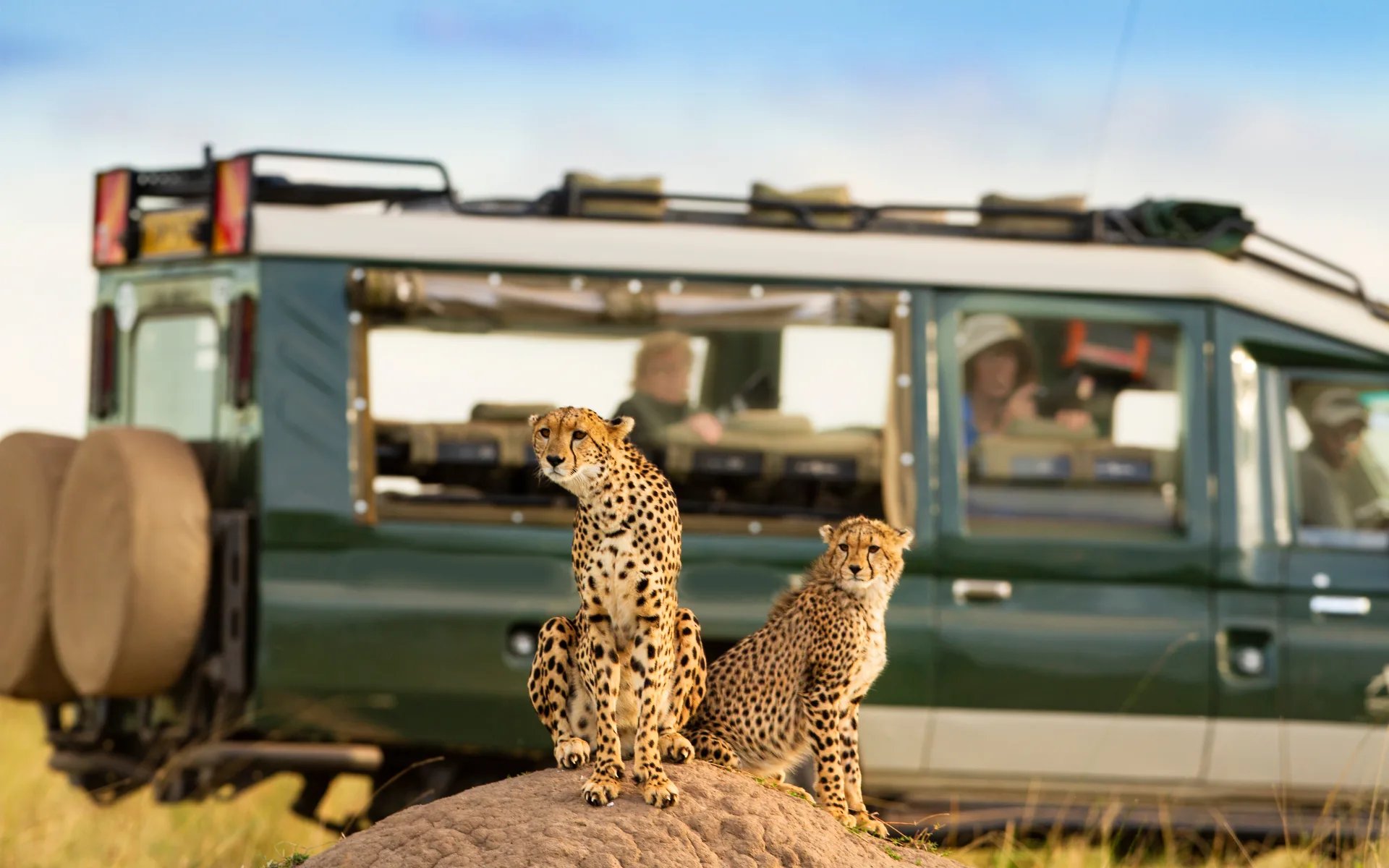 Masai-Mara_Cheetahs_shutterstock_1189876390_fhxu91