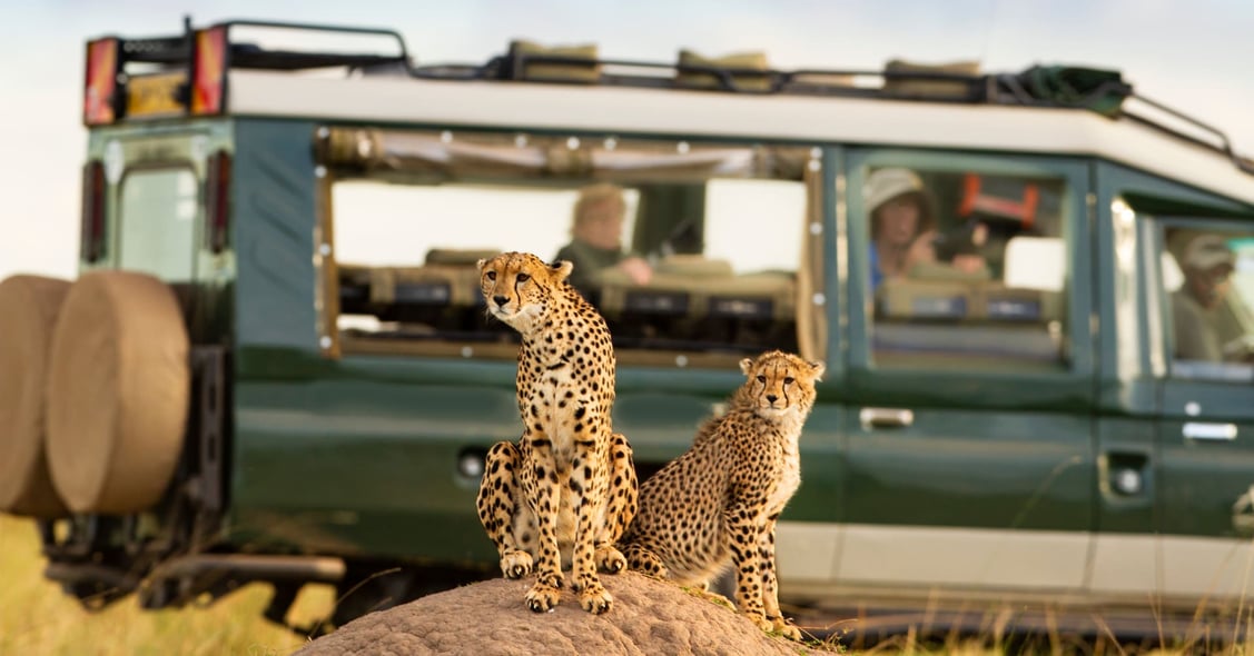 A safari Jeep perches beside two cheetahs on a rock.