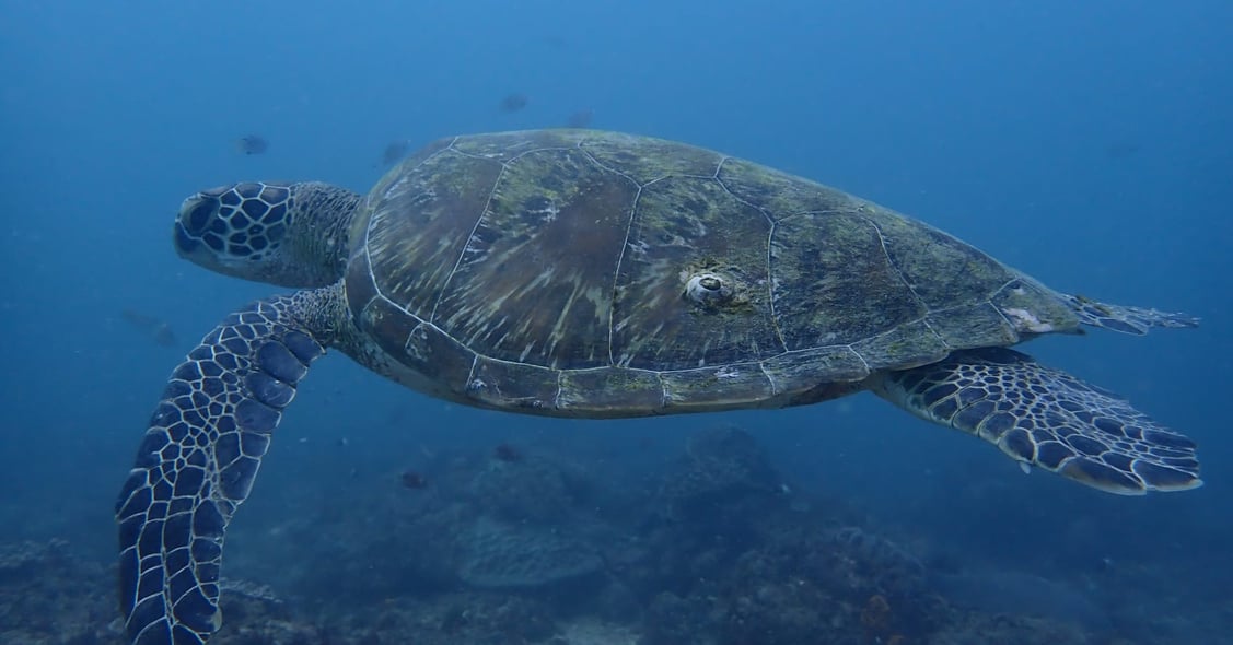 An underwater view of the vibrant marine life and clear waters off the Kenyan coast