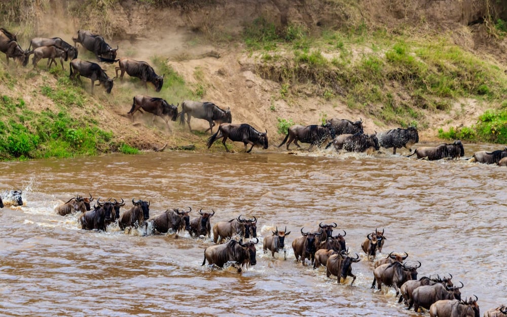 Hundreds of wildebeest make a river crossing in Tanzania Serengeti.
