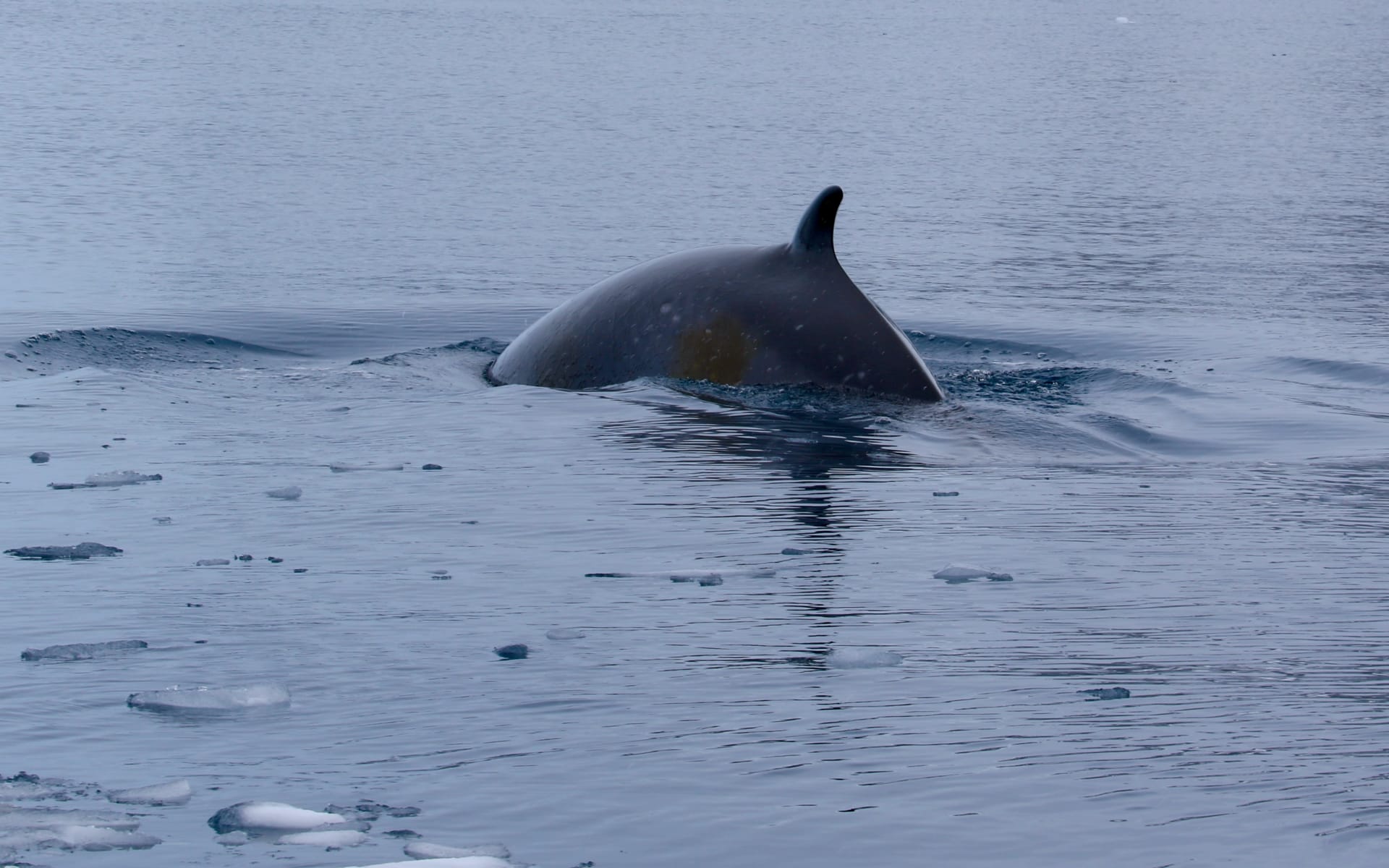 Minke_Whale_Free_Stock_Image_Unsplash_CCRowan_Simpson-eJAl3bXaU3E_euobaf