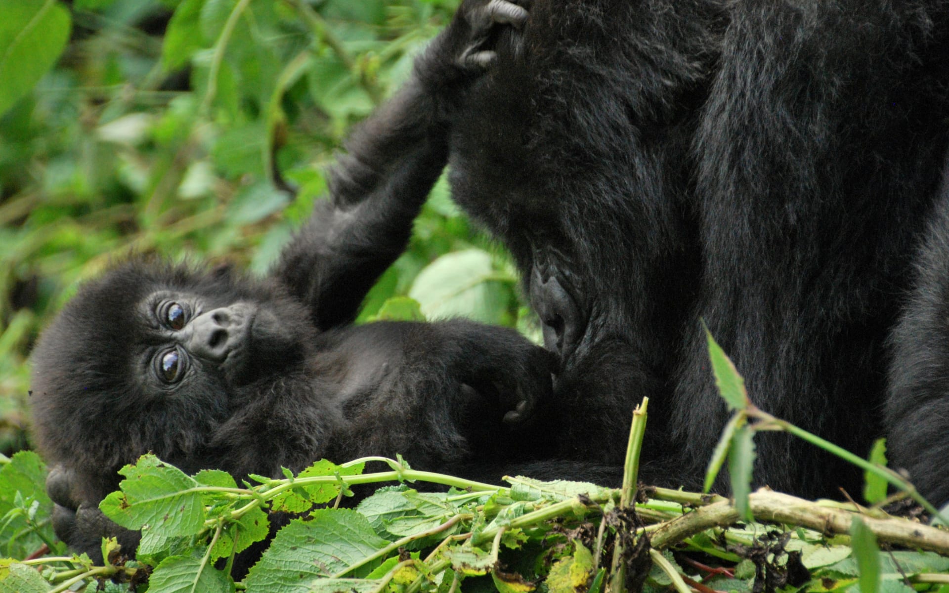 Mountain_Gorilla_Baby_1_vl3pn8-1