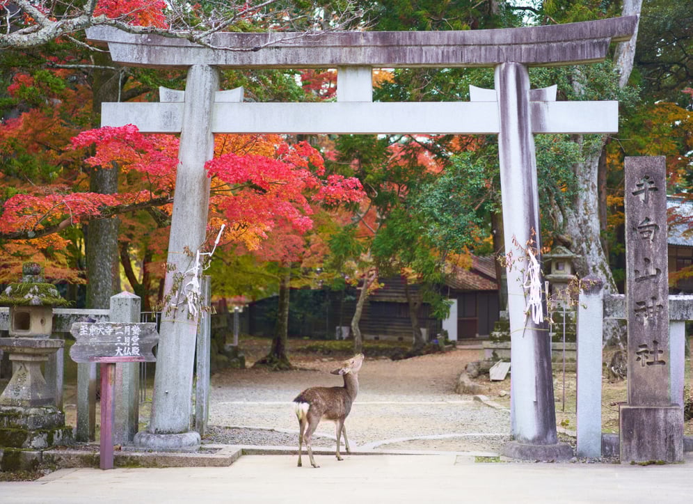 Nara_Free_Stock_Image_Unsplash_2019_CCTimo_Volz_tEOhkLuqmUI_hoginf-2