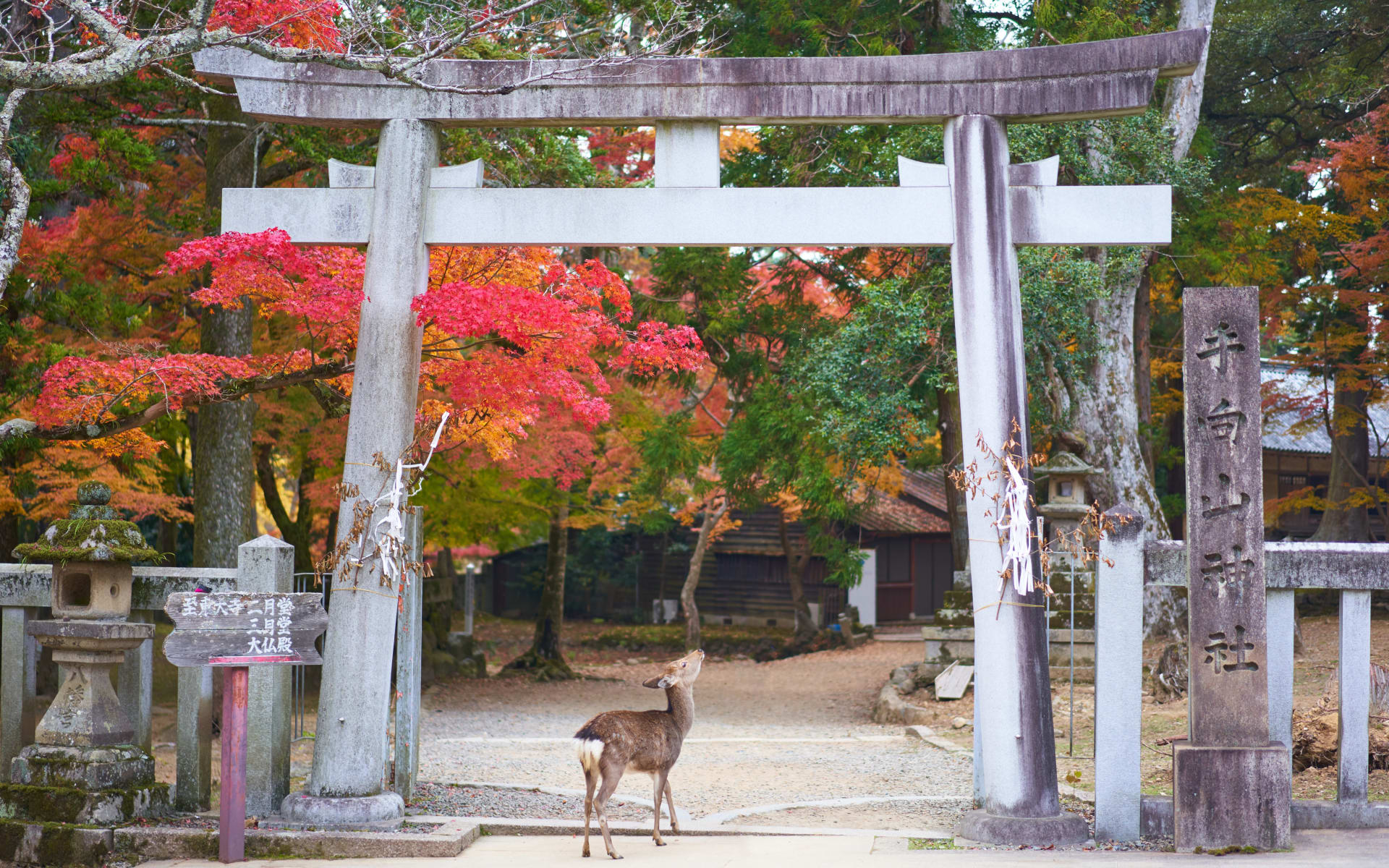 Nara_Free_Stock_Image_Unsplash_2019_CCTimo_Volz_tEOhkLuqmUI_hoginf