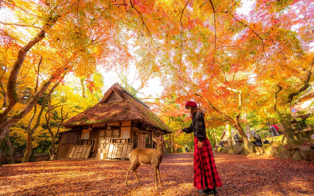 A deer in Nara Park approaches a human during autumn.