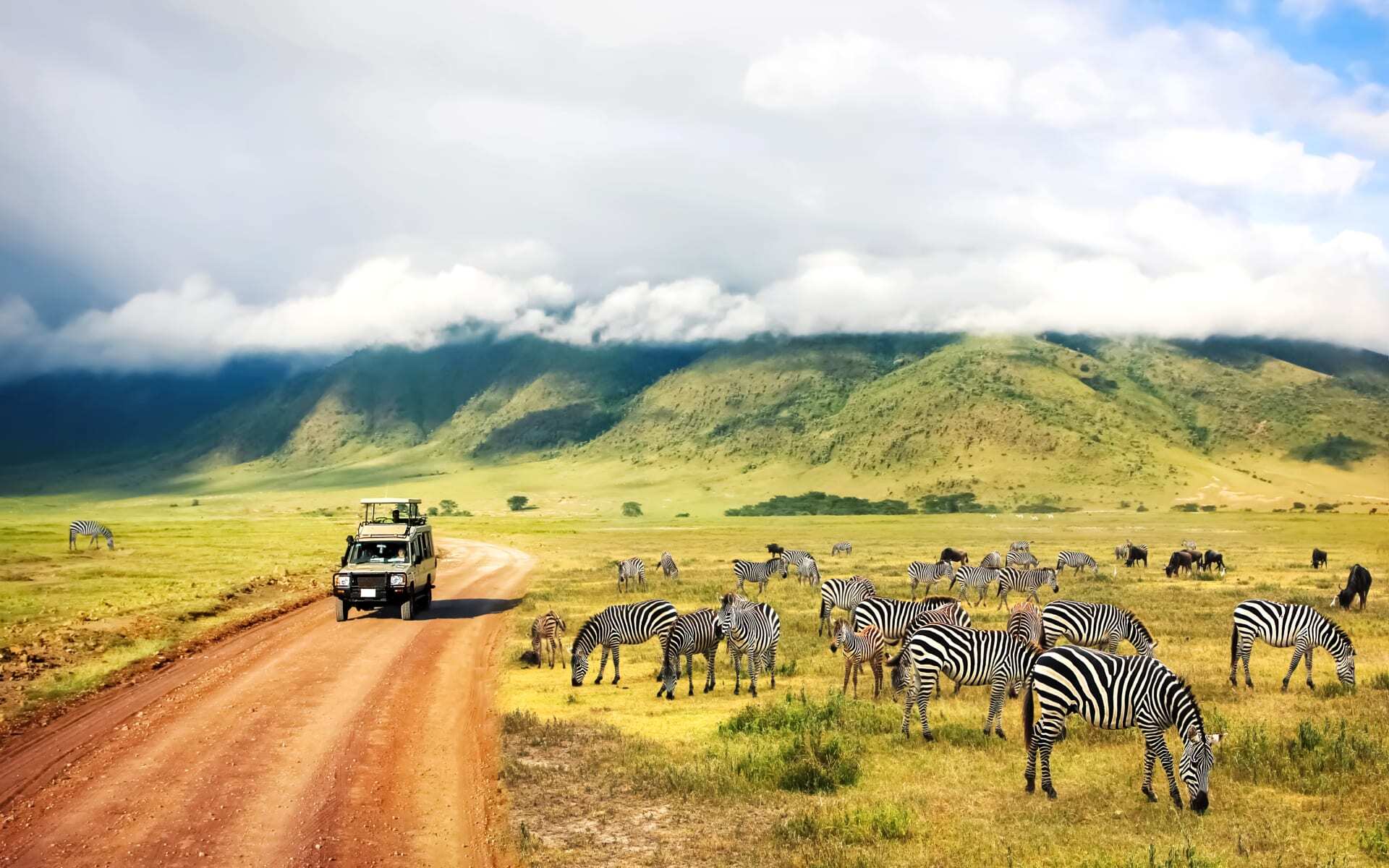 Zebra at Ngorongoro Crater in Tanzania 