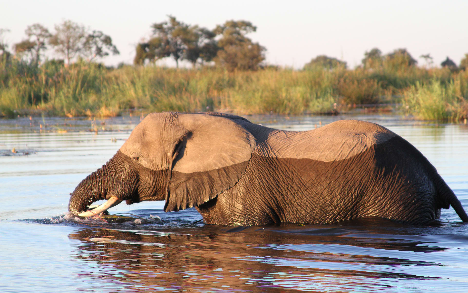 Nkasa_lupala_namibia_elephant_2_behwro