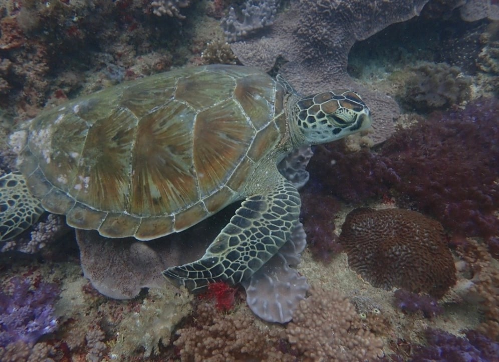 Nomad_the_sands_diani_turtle_conservation