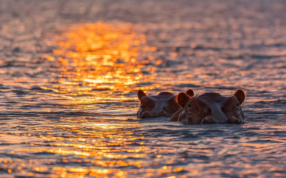 Two hippos poke their head above water in Lake Manyara, Tanzania.