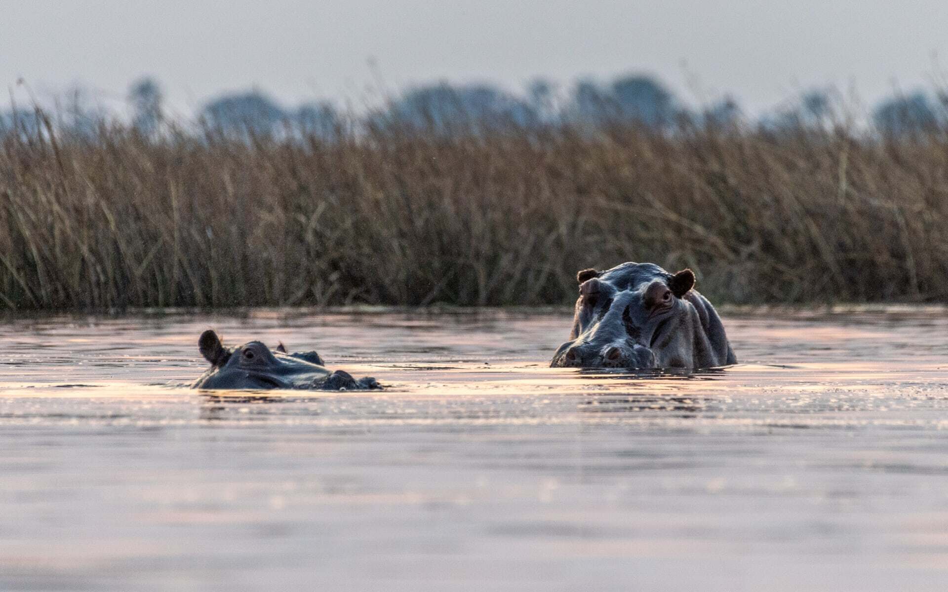 Two hippos bask in the Okavango Delta in Botswana.