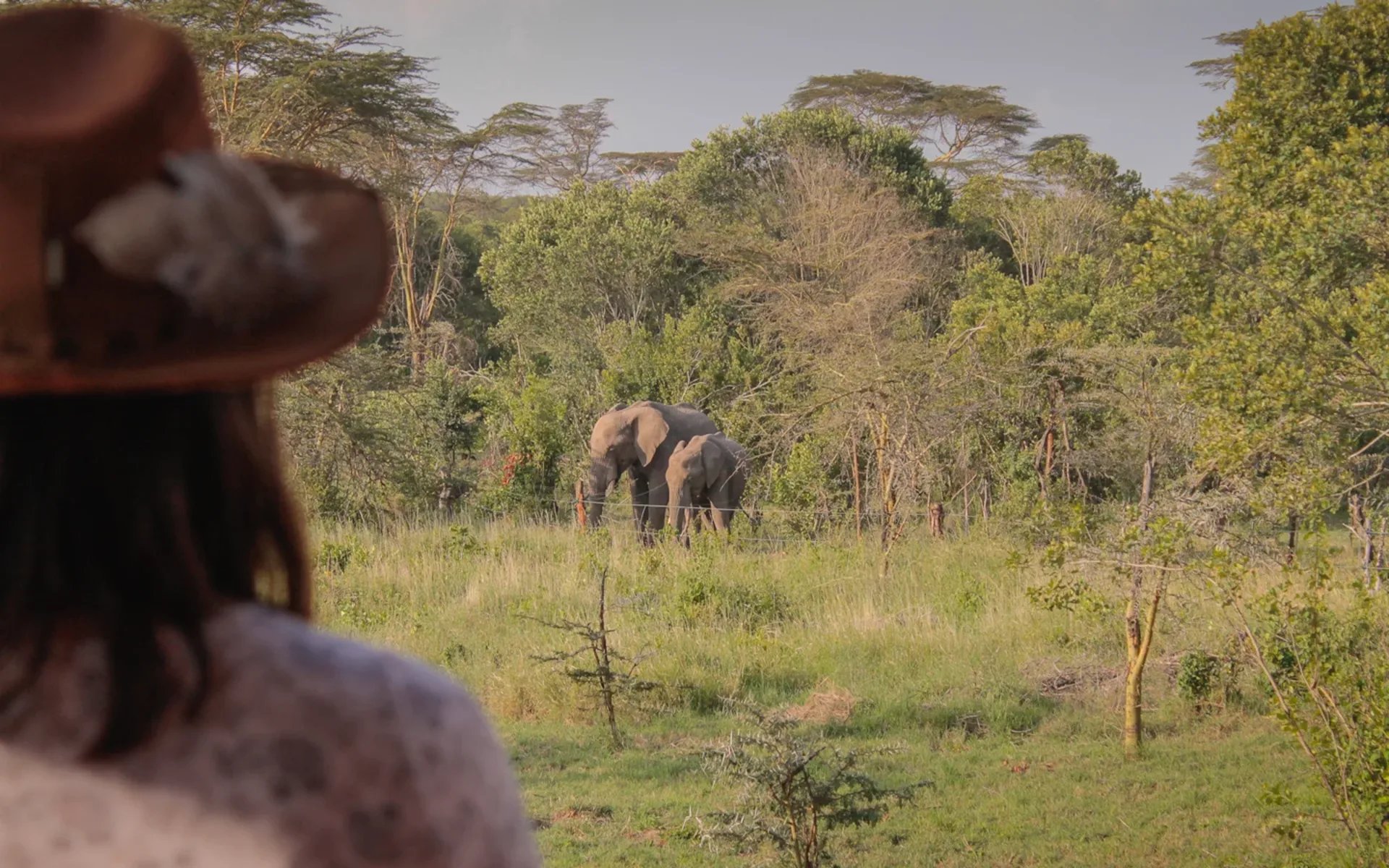 A woman is watching two elephants. 