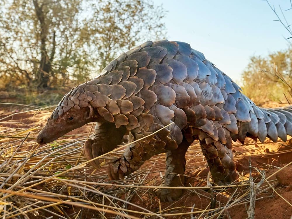 Pangolin_in_Namibia_crop_tj0ank