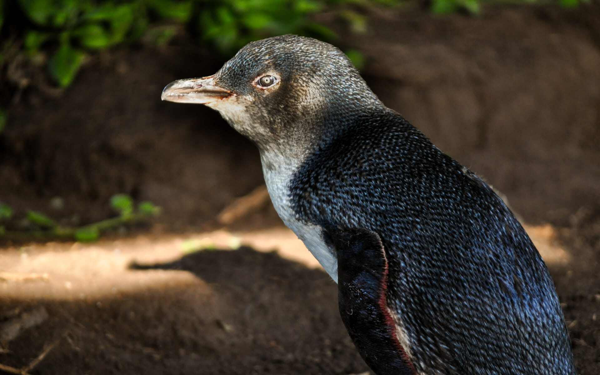 A Little penguin sits on Philip Island in Australia.