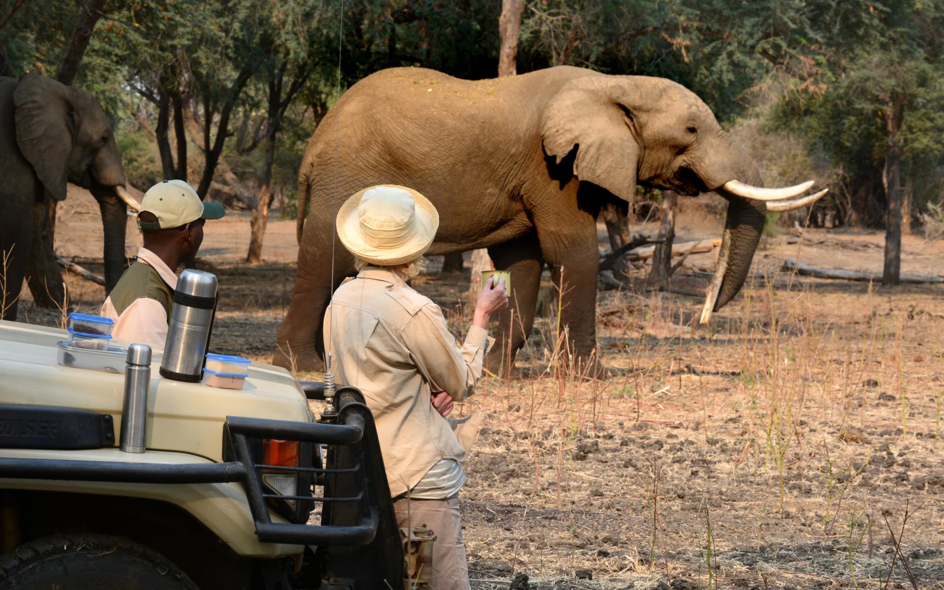 Potato_bush_camp_zambia_elephant_game_drive.jpg