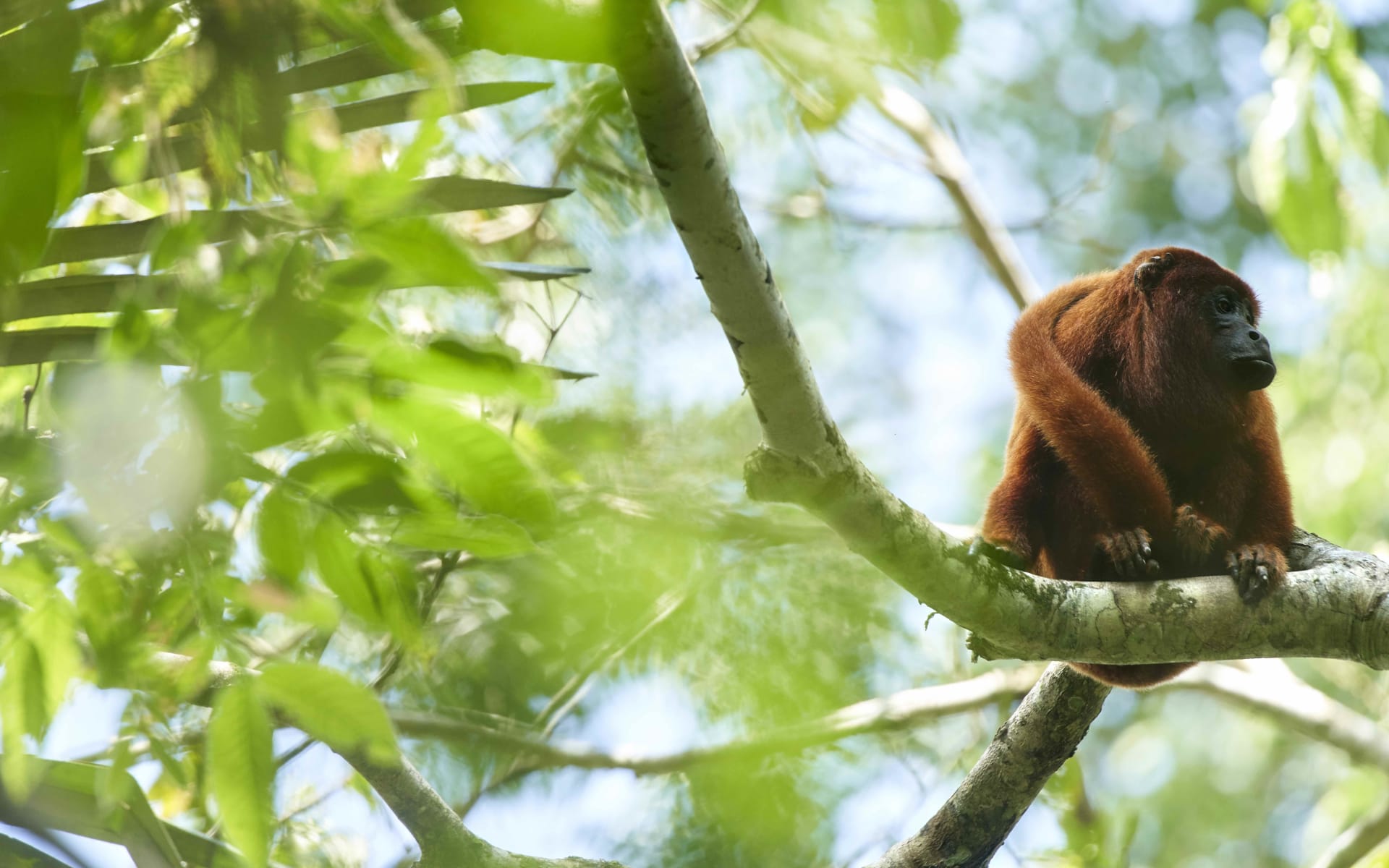 Red_Howler_Monkey_by_Paul_Bertner_ngenn6