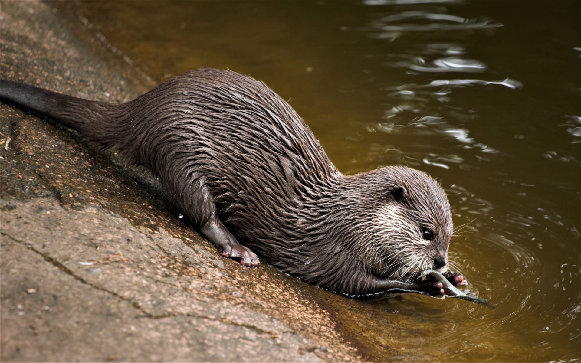 River_Otter_Free_Stock_Image_Unsplash_2018_CCDaniel_Olaleye-8xGNvZVLNCk_ibsyol