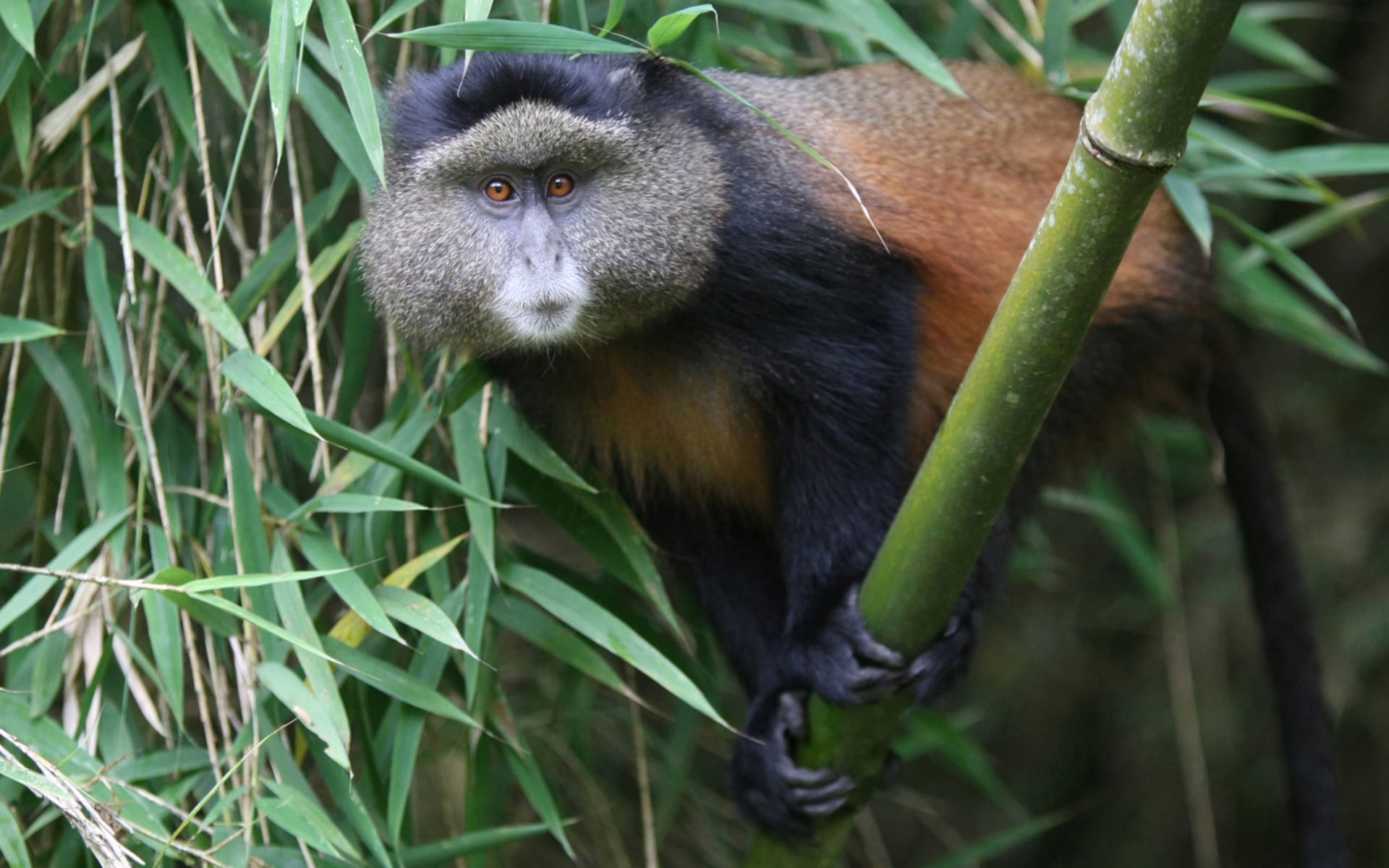 Rwanda_Golden_Monkey_b6y4rq
