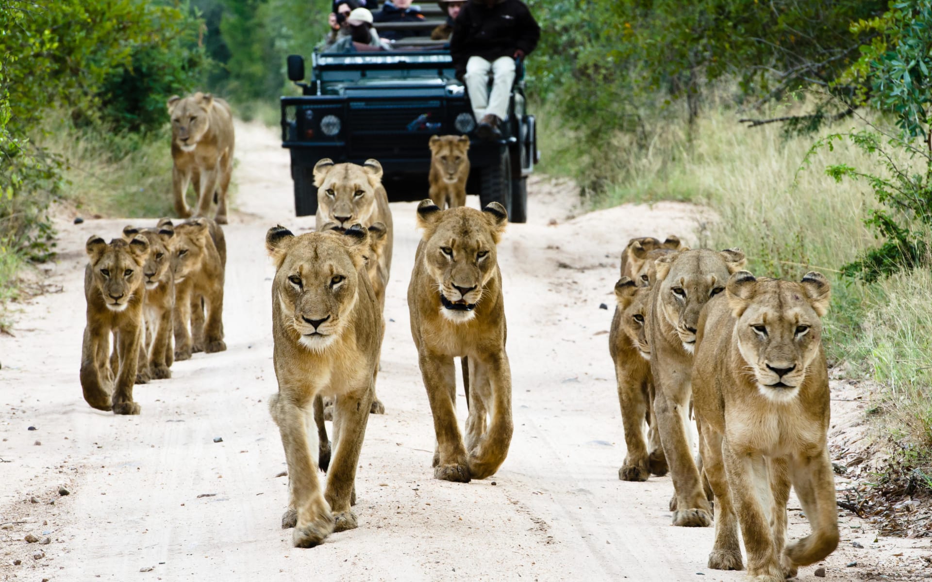 Sabi_sabi_bush_lodge_south_africa_lion_psctxg-1