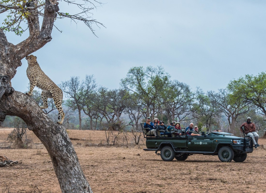 Sabi_sabi_bush_lodge_south_africa_safari_vwjmgz-1