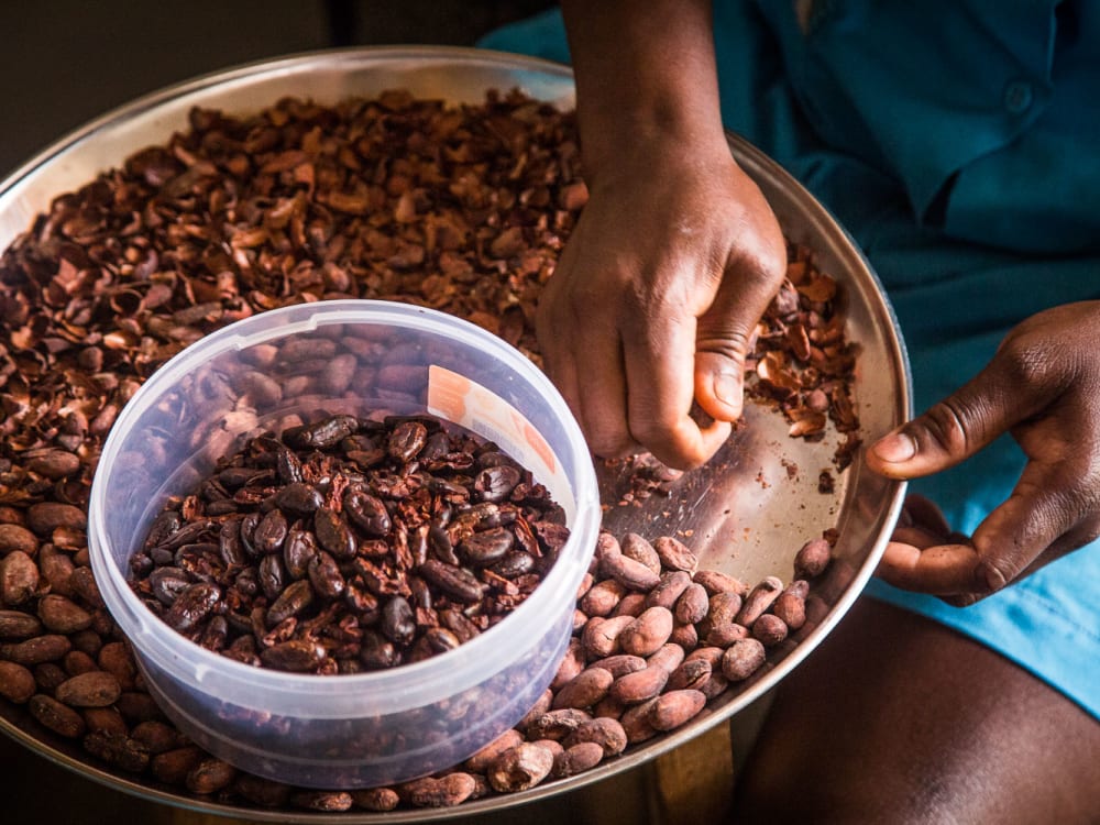 Saotome_principe__EXPERIENCES_-_Cacao_processing_-copyright_Scott_Ramsay_1_geuehm