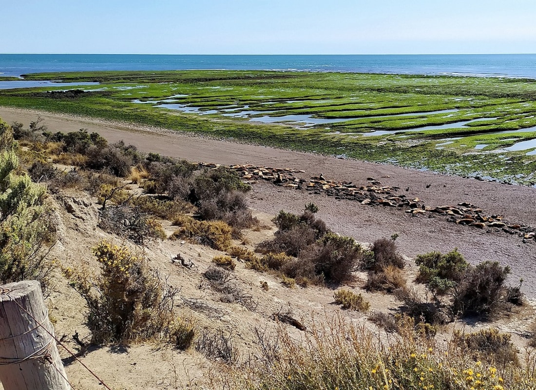 Sea lions lying on the sand at the northern tip of Peninsula Valdés.