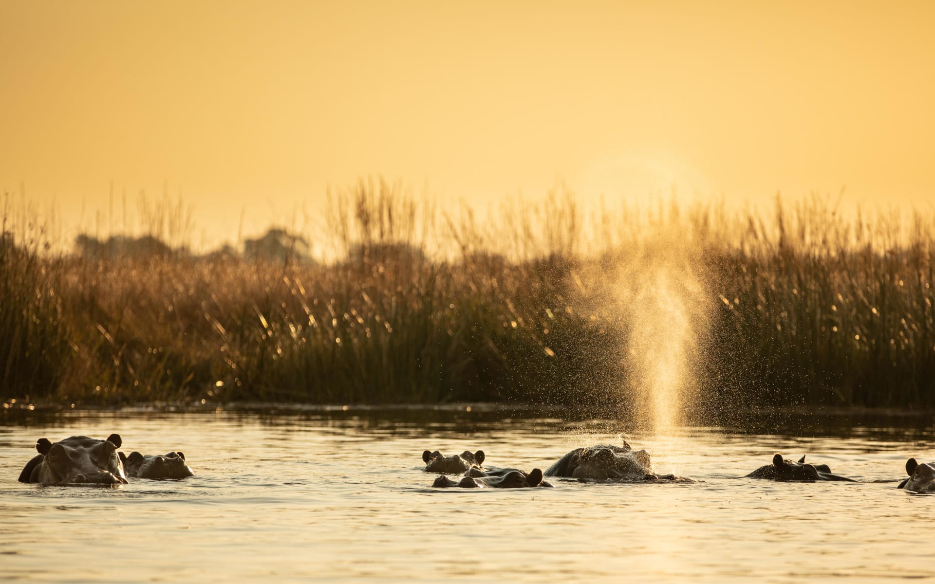 Selinda_Camp_Hippos_vm0onm-1