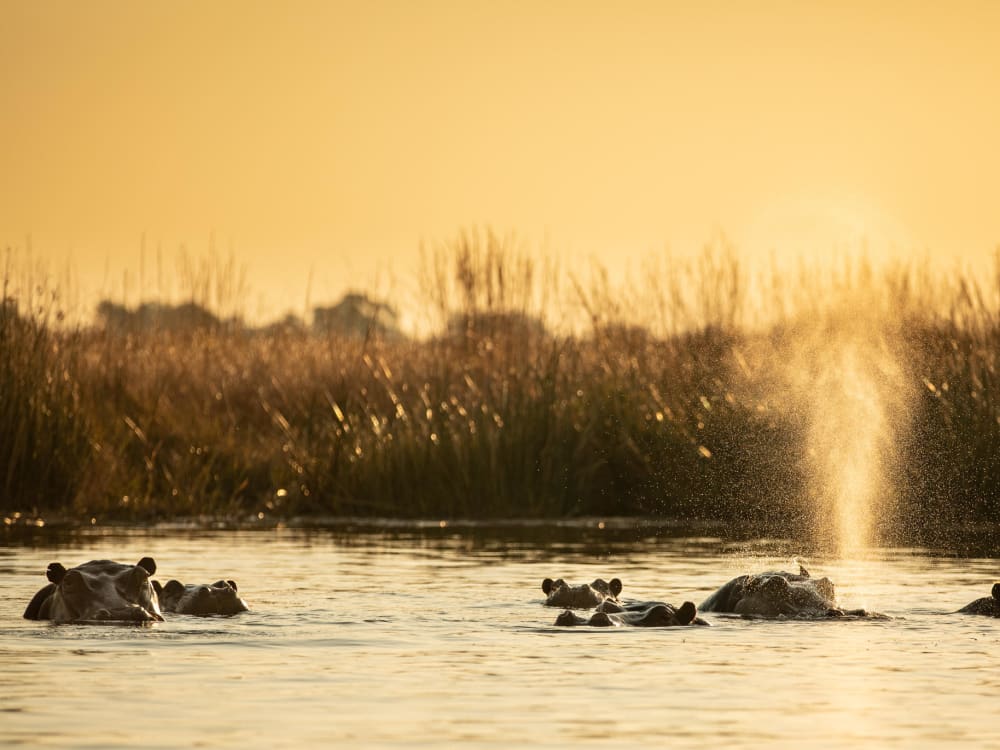 Selinda_Camp_Hippos_vm0onm-2