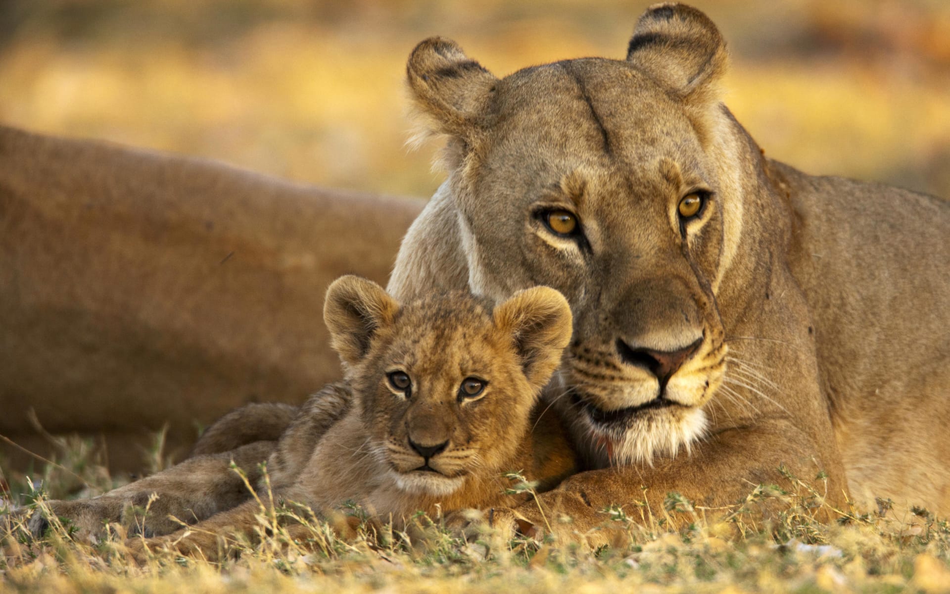 Selinda_Camp_Lions_gevjq1