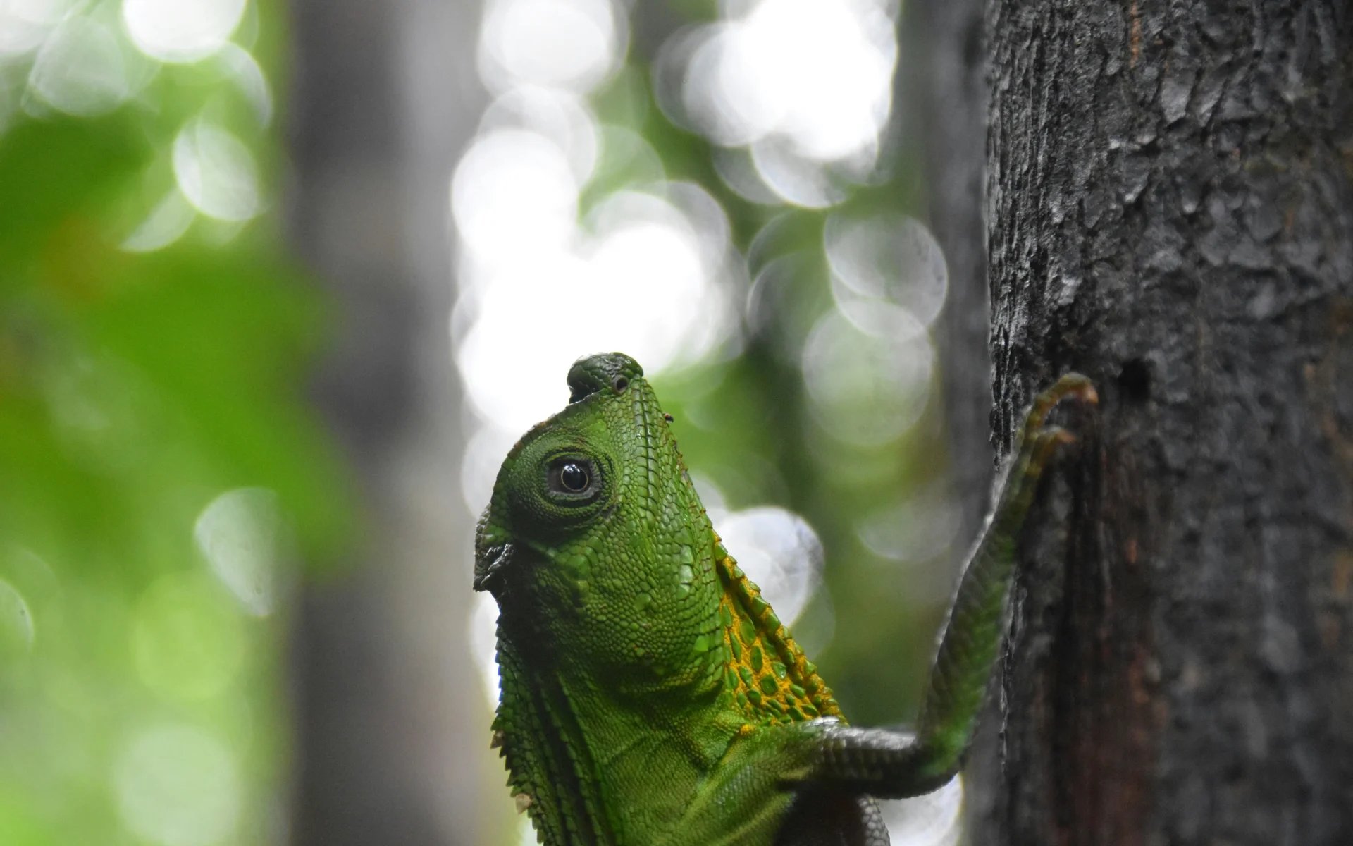 Sinharaja Forest Reserve, Sri Lanka